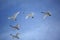 Flock of Trumpeter Swans flying in V formation