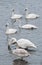 Flock of Trumpeter Swans in River