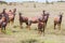 The flock of Tsessebe antelopes