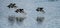 Flock of Tufted Duck  Aythya fuligula in flight