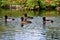 Flock of tufted ducks Aythya fuligula in Laxenburg palace park