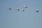 Flock of Tundra Swans Flying in a Blue Sky