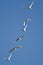 Flock of Tundra Swans Flying in a Blue Sky