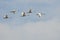 Flock of Tundra Swans Flying High Above the Clouds