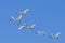 Flock of tundra swans flying in the sky