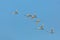 Flock of Tundra Swans migrating against a blue sky