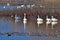 A flock of Tundra Swans - San Luis NWR