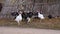 Flock turkeys in the domestic barnyard in the village