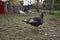 Flock of turkeys on the farmyard. Thanksgiving day symbol