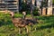 Flock of turkeys on the farmyard. Thanksgiving day symbol