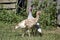 Flock of turkeys on the farmyard. Thanksgiving day symbol