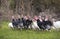 Flock of turkeys grazing on the grass