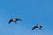 A flock of two migrating greylag geese flying in formation against blue clear sky.