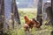 Flock of two red hens and rooster outdoors on bright sunny day on blurred colorful rural background. Farming of poultry, chicken