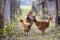 Flock of two red hens and rooster outdoors on bright sunny day on blurred colorful rural background. Farming of poultry, chicken