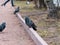 Flock of urban pigeon birds eating slices of bread