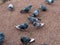 Flock of urban pigeon birds eating slices of bread