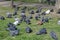 A flock of urban pigeons on the lawn