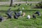 A flock of urban pigeons on the lawn
