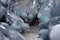 A flock of urban pigeons pecking grain