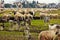 flock in the valley, sheep and goats are moved from one area to another through drained land.