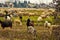 flock in the valley, sheep and goats are moved from one area to another through drained land.