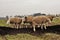 flock in the valley, sheep and goats are moved from one area to another through drained land.