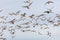 Flock of various species of Gulls in flight