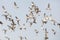 Flock of various species of Gulls in flight