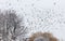 Flock of various species of Gulls in flight