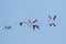 Flock of vibrant pink flamingoes flying against a deep blue sky