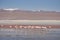 Flock of vibrant pink flamingos in the lake