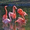 Flock of vibrant pink flamingos in a tranquil body of water