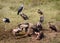 a flock of vultures fights over a fresh kill in Ngorogoro crater, in Tanzania