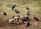 A flock of vultures fights over a fresh kill in Ngorogoro crater, in Tanzania, Africa