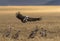 Flock of Vultures, Maasai Mara National Reserve, Kenya