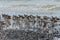 Flock of waders