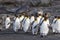 Flock Walking King Penguins