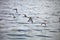A flock of water birds in flight,Paracas, Peru