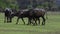 Flock of water buffalo in thailand agriculture field