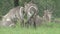 Flock of Waterbuck antelopes