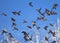 Flock of waxwings