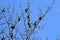 A flock of waxwings on branches
