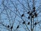 Flock of waxwings sitting on the trees. Birds and branches silhouettes on blue background.