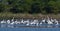 Flock of Wetland Birds at the Pond