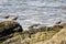 Flock of whimbrel (Numenius phaeopus) on rocky coast