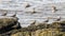 Flock of whimbrel (Numenius phaeopus) on rocky coast, taking flight