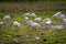 Flock of white american ibis