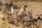 A flock of white-backed vulture Gyps africanus feeding on a large elephant by a river. Carrion scavengers on sandy river bank.