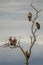 A flock of white-backed vultures gyps africanus perched on the branches of a dead tree